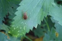 Urtica dioica