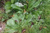 Lactuca virosa
