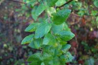Lonicera periclymenum