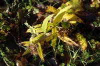 Symphytum officinale