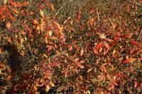 Euonymus europaeus