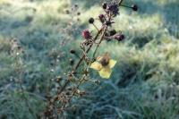 Verbascum blattaria