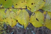 Ulmus minor