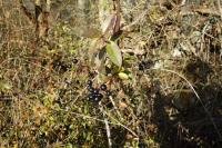 Ligustrum vulgare