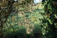 Clematis vitalba