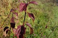 Cornus sanguinea