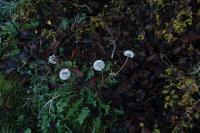 Taraxacum officinale