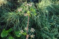 Heracleum sphondylium