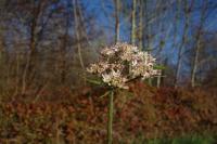 Heracleum sphondylium