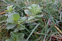 Vicia faba
