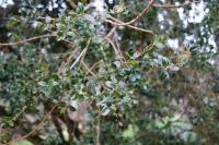 Buxus sempervirens