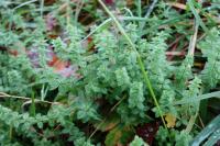Cruciata laevipes