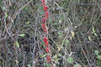 Dioscorea communis