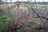 Euonymus europaeus
