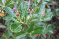 Euonymus japonicus