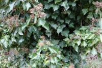 Hedera helix