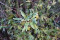 Ligustrum vulgare