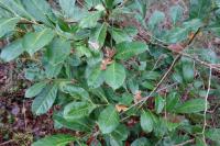 Prunus laurocerasus