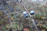 Prunus spinosa