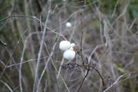 Symphoricarpos albus