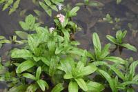 Myosotis scorpioides