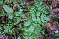 Berberis aquifolium