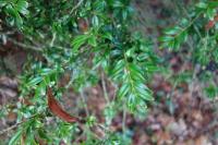 Buxus sempervirens