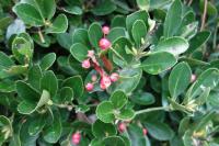 Euonymus japonicus