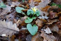 Ficaria verna