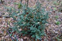 Ruscus aculeatus