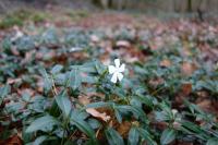 Vinca minor