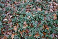 Vinca minor