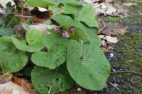 Petasites pyrenaicus