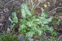 Arum italicum