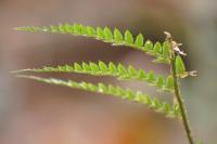 Polystichum setiferum