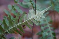 Polypodium vulgare