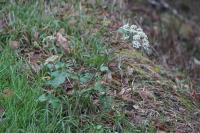 Heracleum sphondylium
