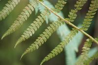 Polystichum setiferum