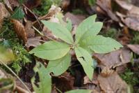 Mercurialis perennis