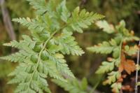 Asplenium adiantum-nigrum