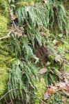Asplenium trichomanes