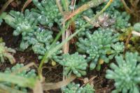 Sedum cepaea