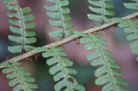 Dryopteris affinis