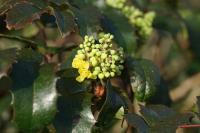 Berberis aquifolium