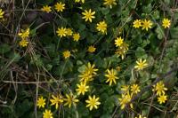Ficaria verna