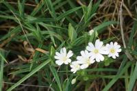 Rabelera holostea