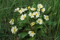 Primula vulgaris