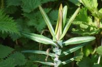 Euphorbia lathyris