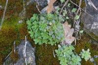 Sedum cepaea