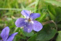 Viola hirta